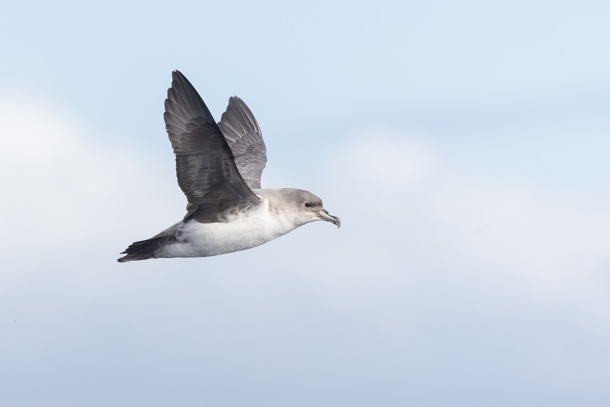 Puffin gris - ML640213410