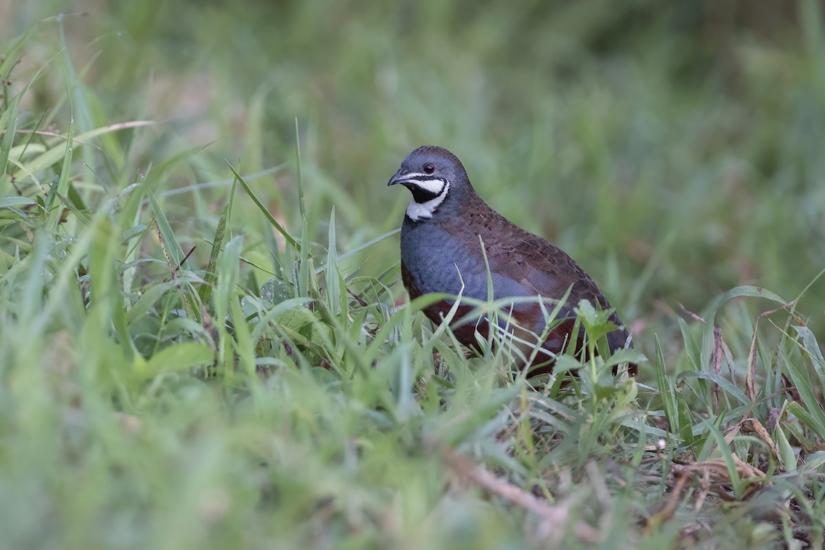 Blue-breasted Quail - ML640213475