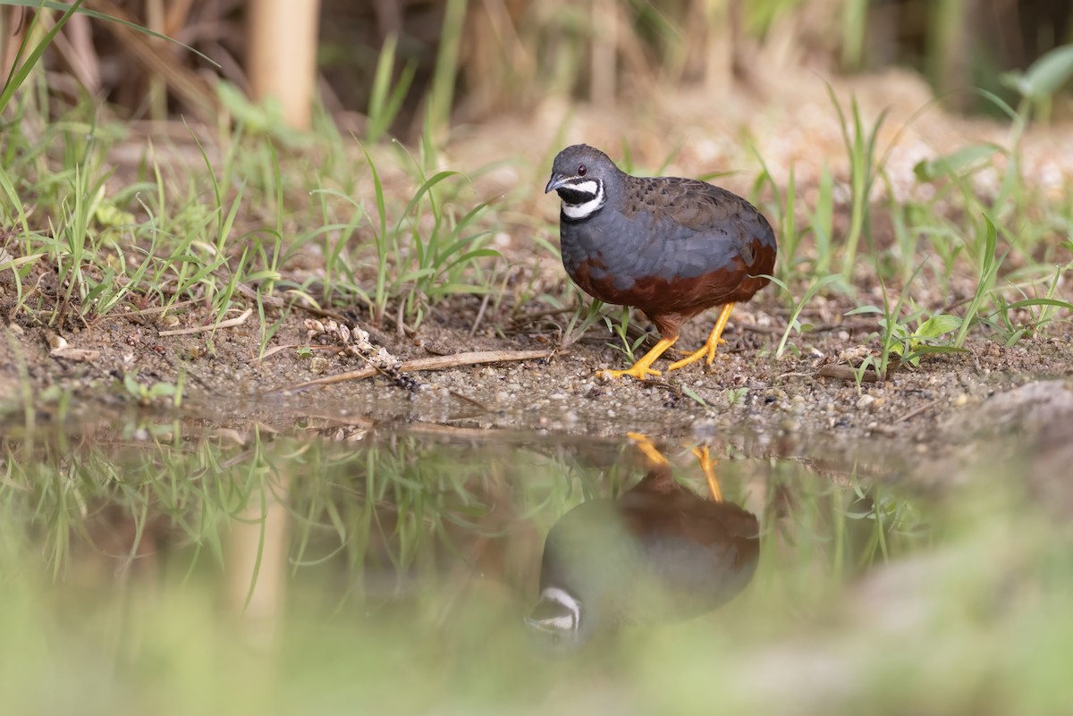 Blue-breasted Quail - ML640213476
