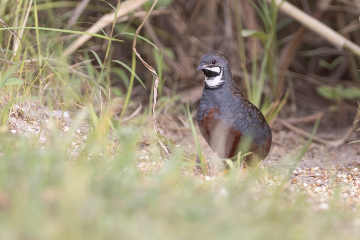 Blue-breasted Quail - ML640213477