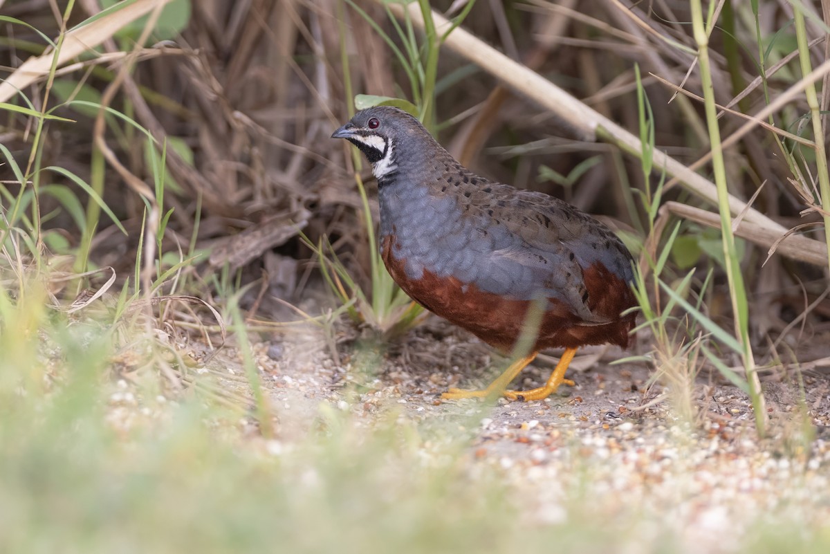 Blue-breasted Quail - ML640213479