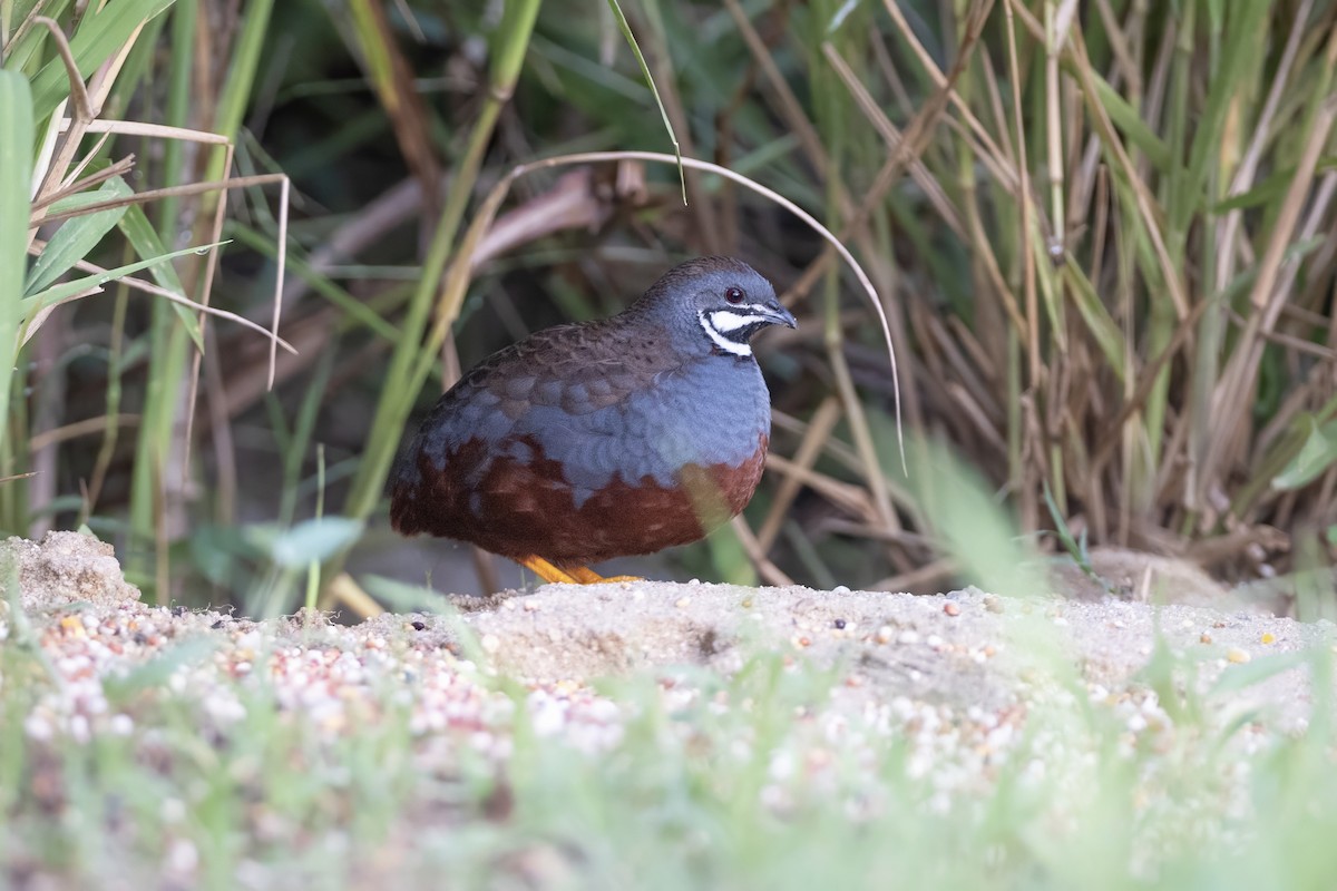 Blue-breasted Quail - ML640213482