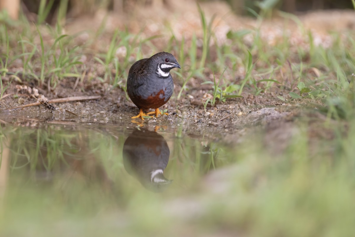 Blue-breasted Quail - ML640213483