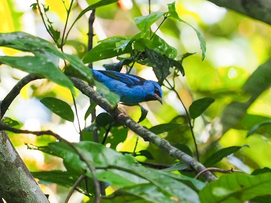 Blue Dacnis - ML640213484