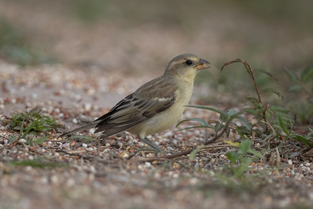 Plain-backed Sparrow - ML640213528