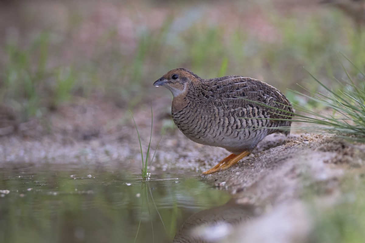 Blue-breasted Quail - ML640213538