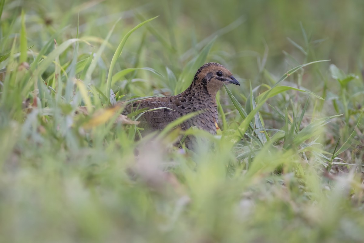 Blue-breasted Quail - ML640213539