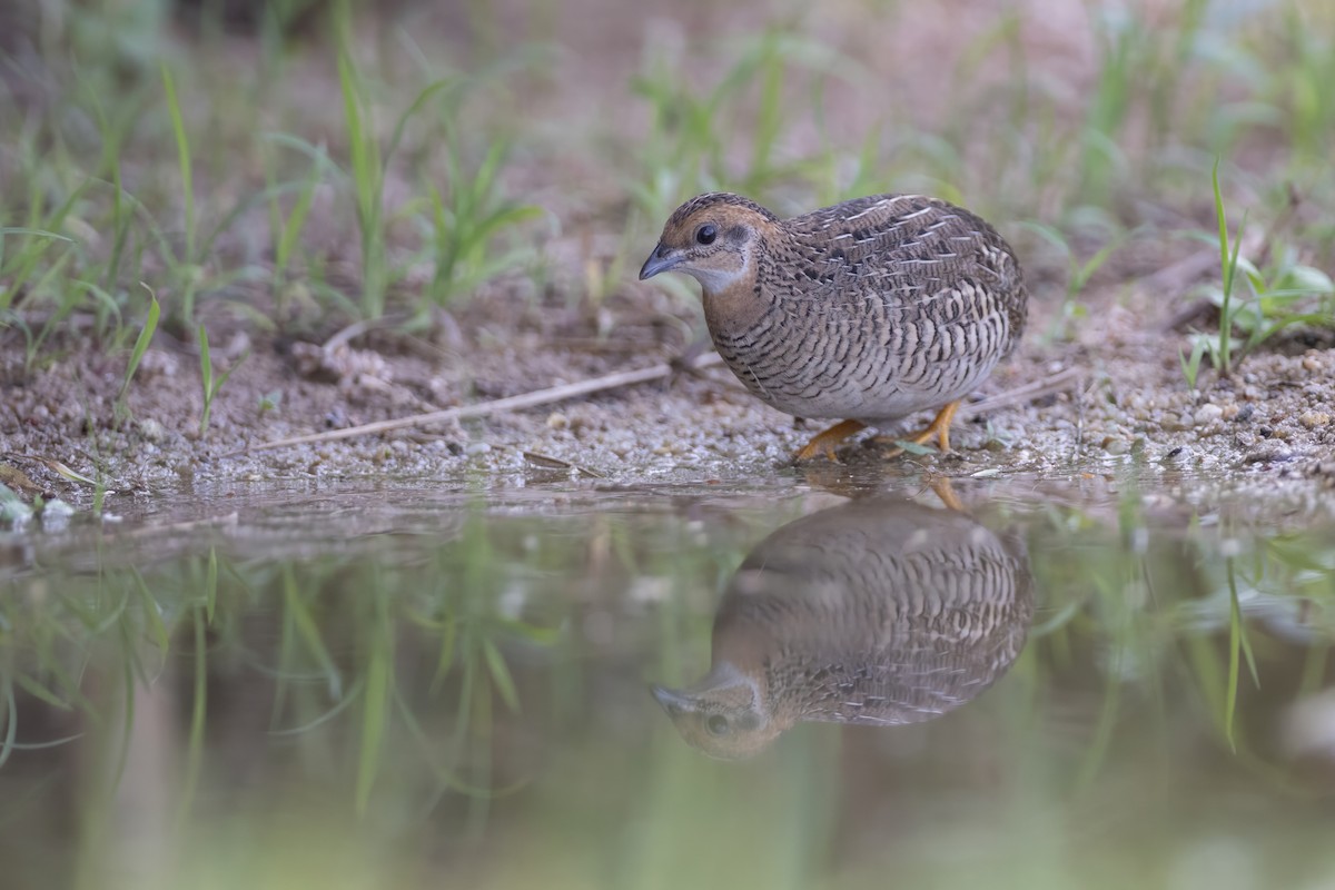Blue-breasted Quail - ML640213540