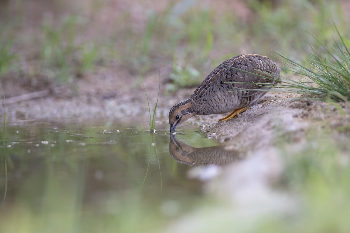 Blue-breasted Quail - ML640213542