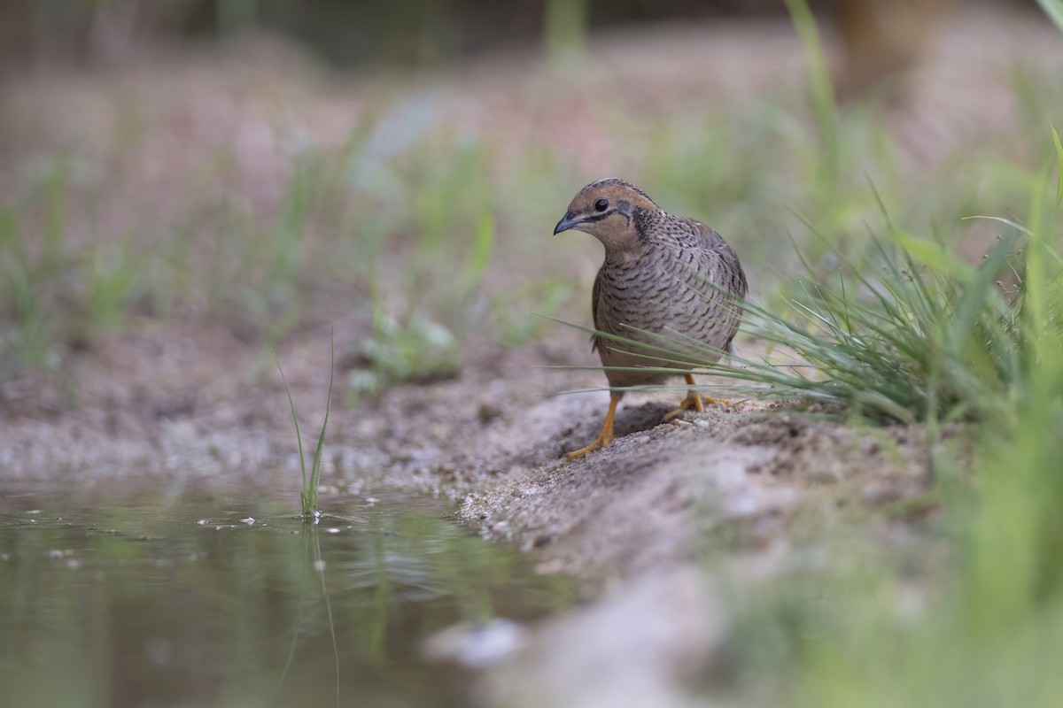 Blue-breasted Quail - ML640213543