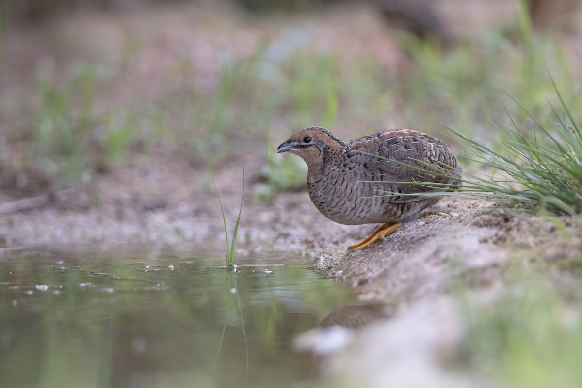 Blue-breasted Quail - ML640213544