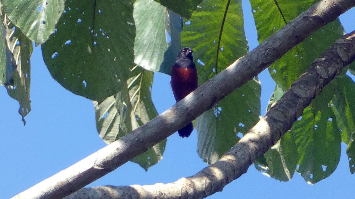 Chestnut-bellied Seed-Finch - ML640213585