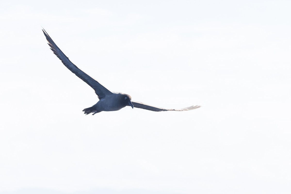 Light-mantled Albatross - ML640213620
