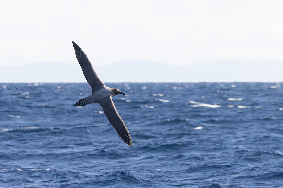 Light-mantled Albatross - ML640213621