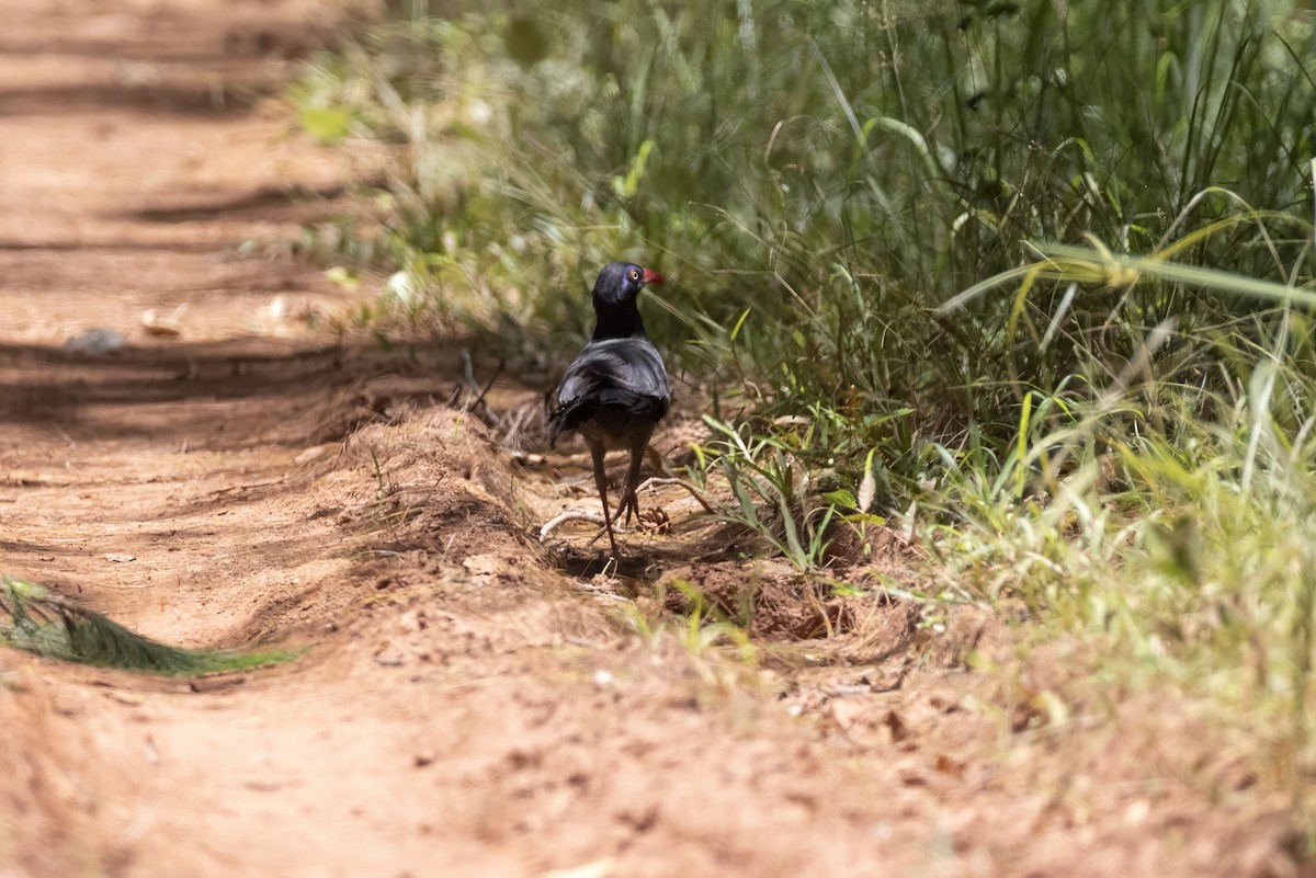 Coral-billed Ground-Cuckoo - ML640213625
