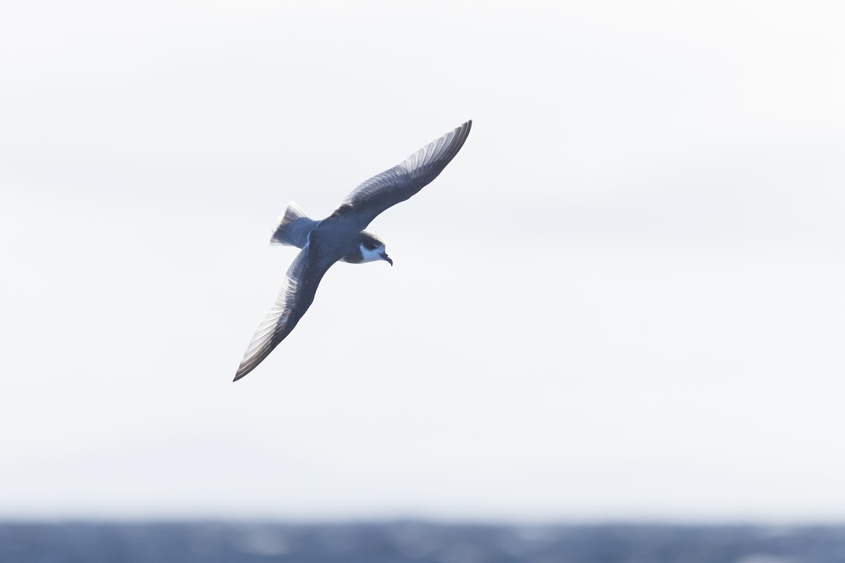 Blue Petrel - ML640213626