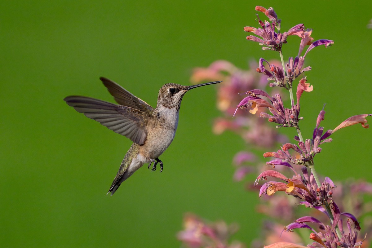 Black-chinned Hummingbird - ML640213679