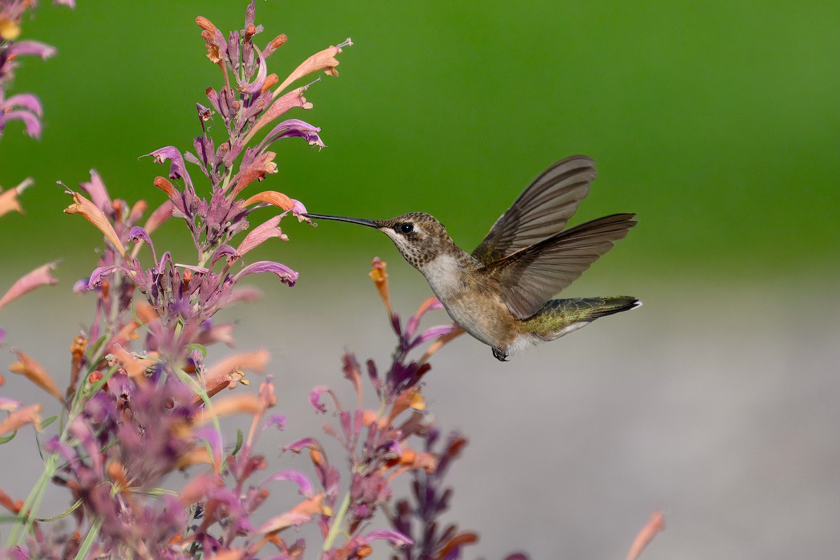 Black-chinned Hummingbird - ML640213680