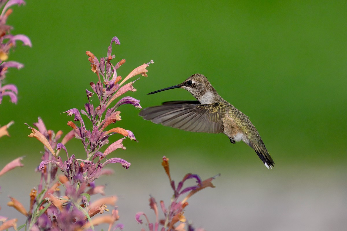 Black-chinned Hummingbird - ML640213682