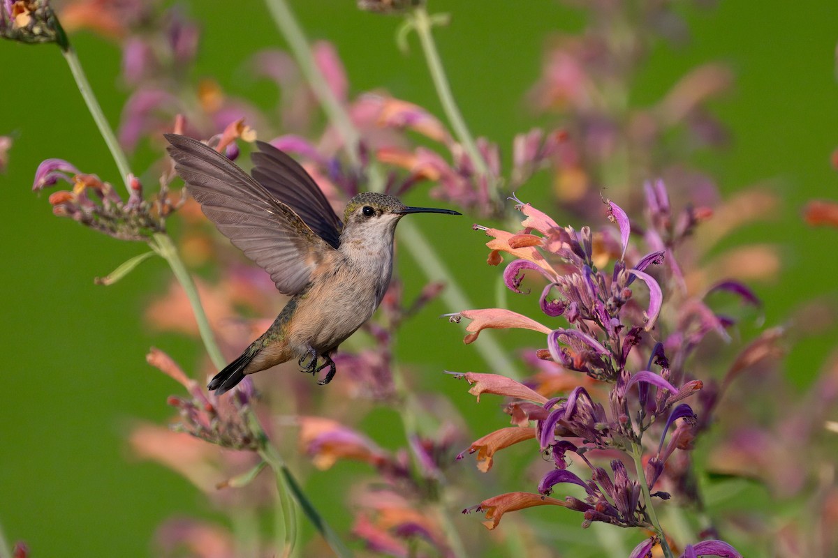 Calliope Hummingbird - ML640213686