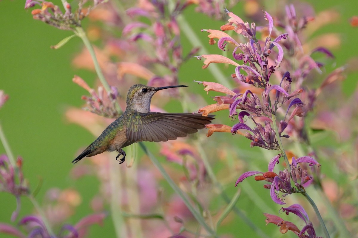 Calliope Hummingbird - ML640213692