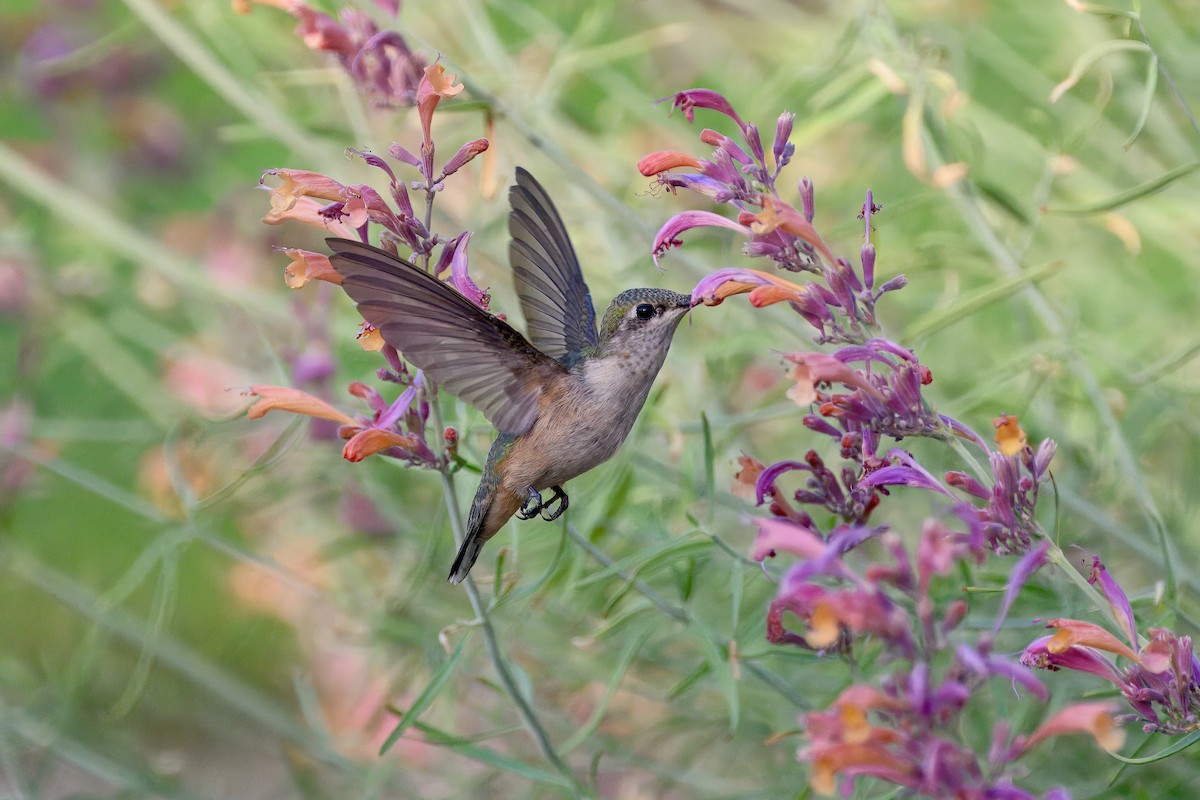 Calliope Hummingbird - ML640213693