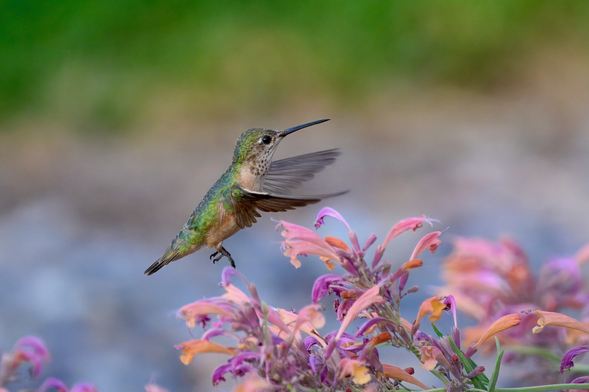 Calliope Hummingbird - ML640213695