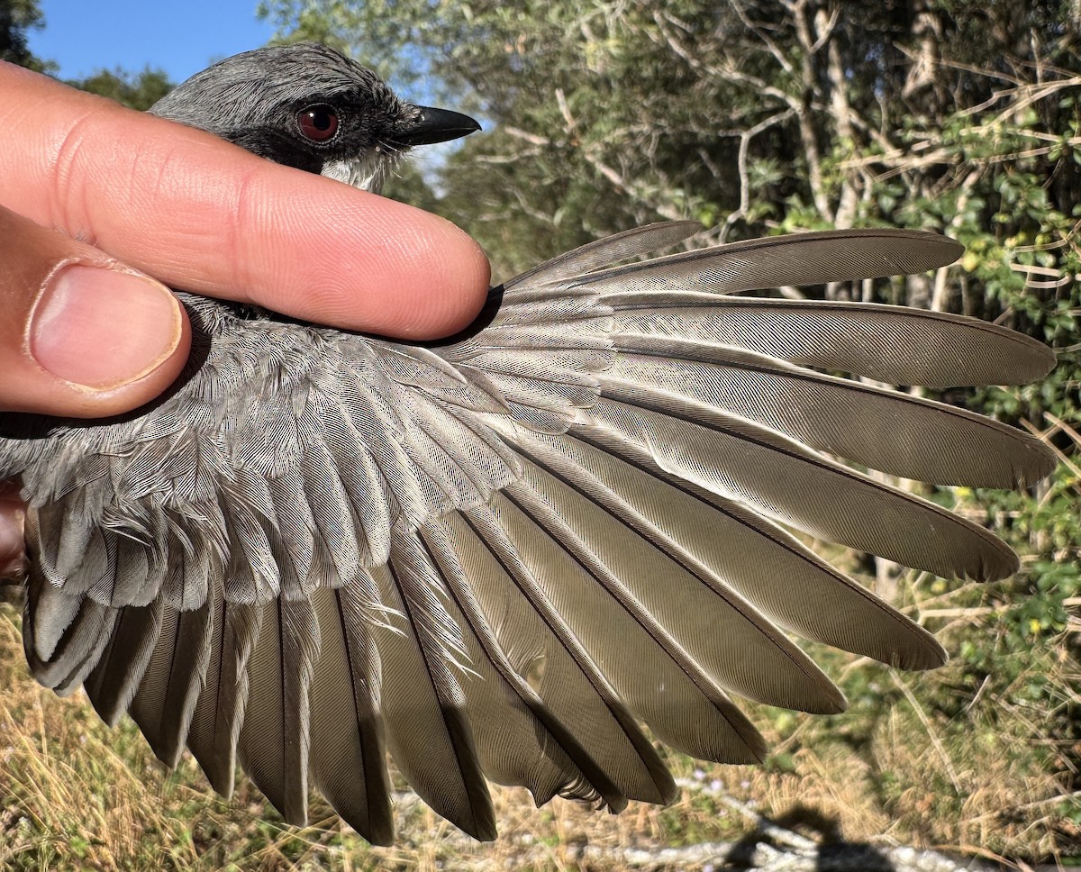 Rufous Whistler - ML640213697