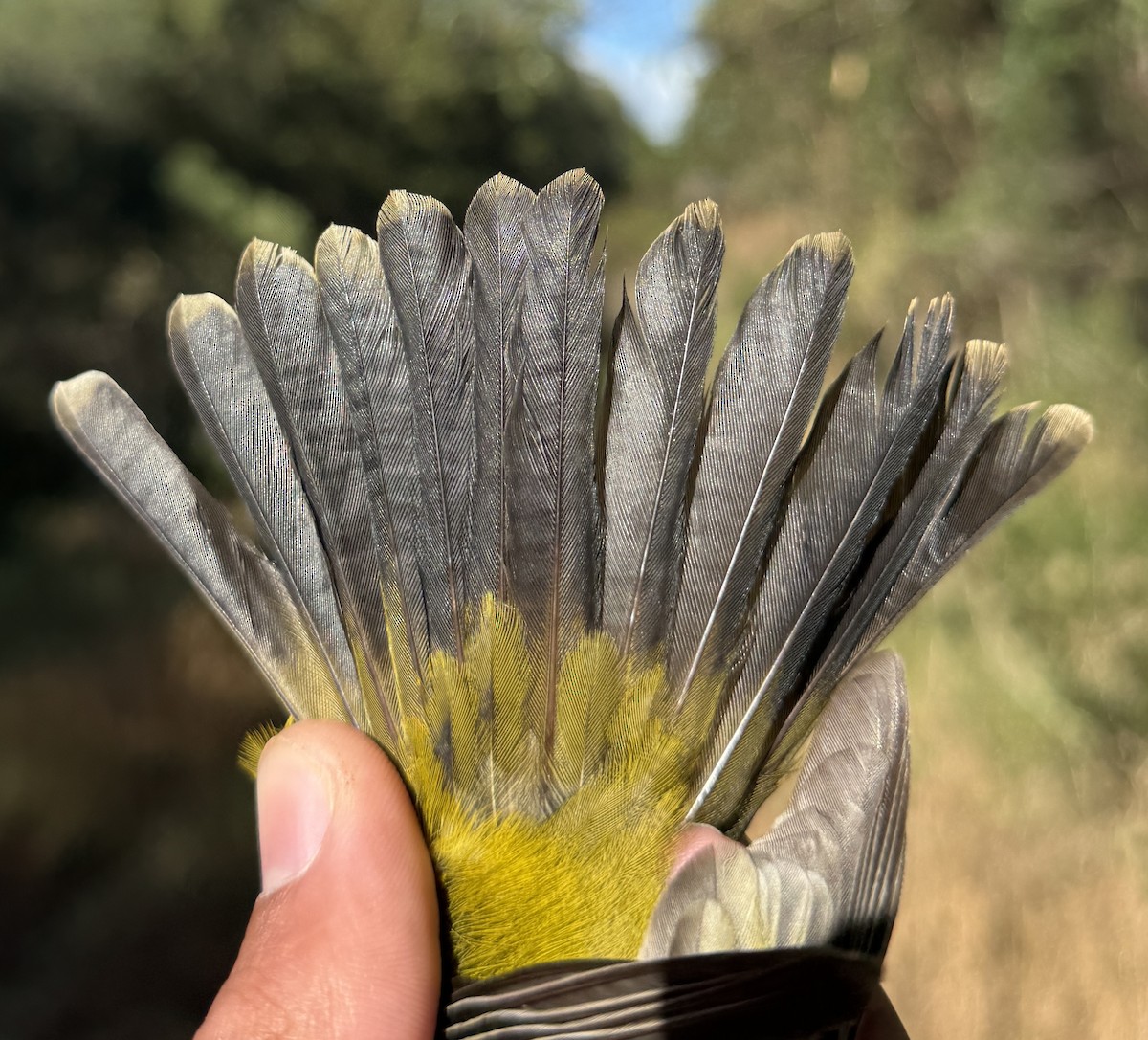 Golden Whistler - ML640213710