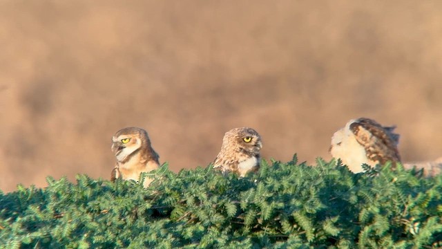 Burrowing Owl - ML640213721
