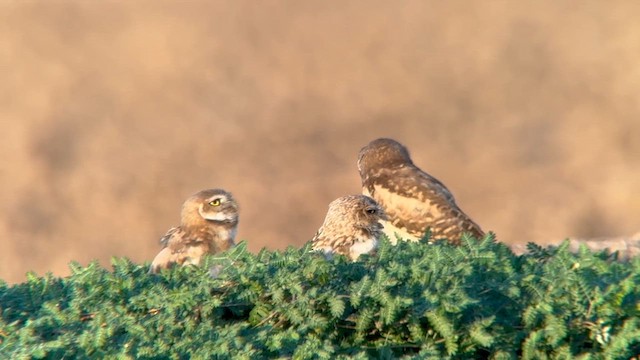 Burrowing Owl - ML640213722