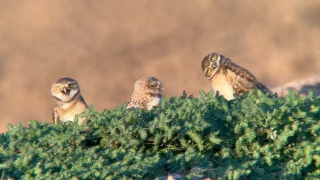Burrowing Owl - ML640213723