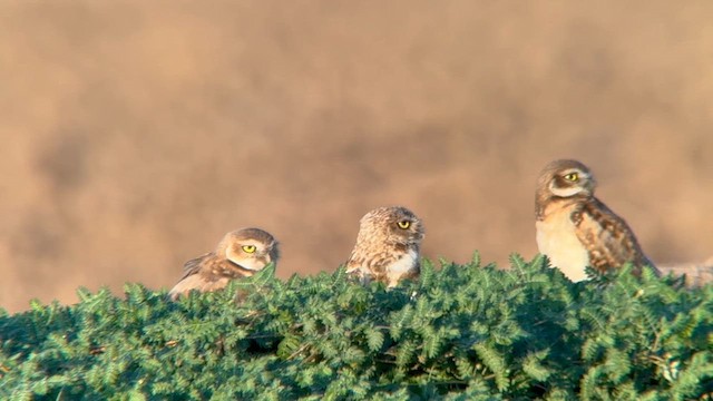 Burrowing Owl - ML640213724