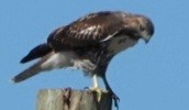 Red-tailed Hawk - ML640213726