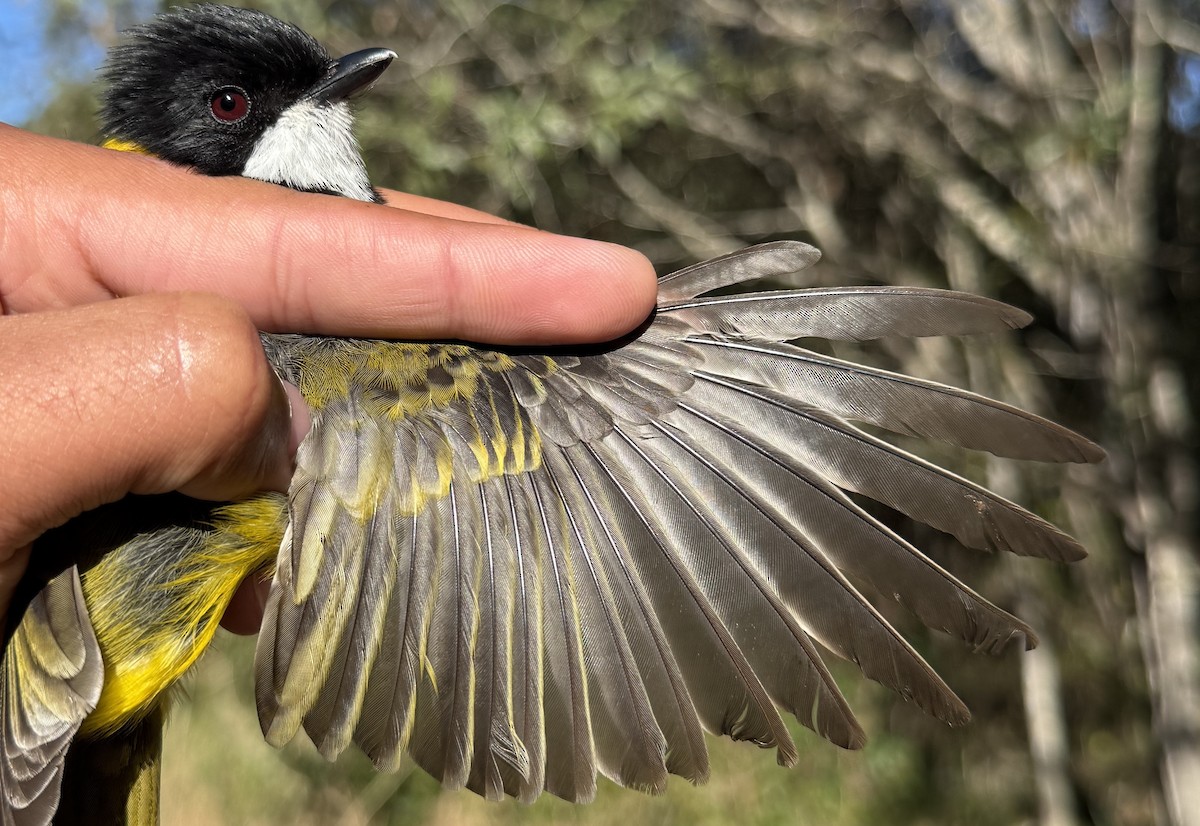 Golden Whistler - ML640213752
