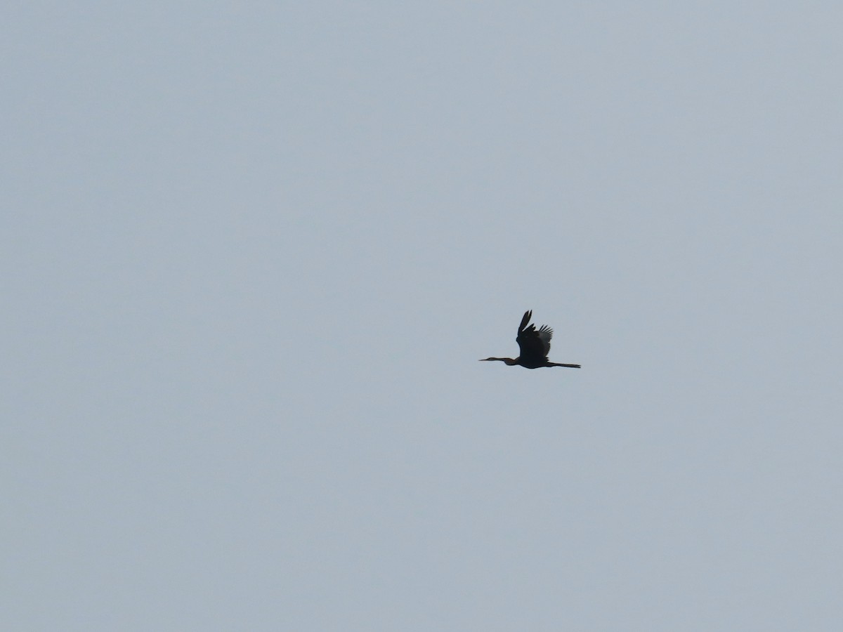 Anhinga roux - ML640213761