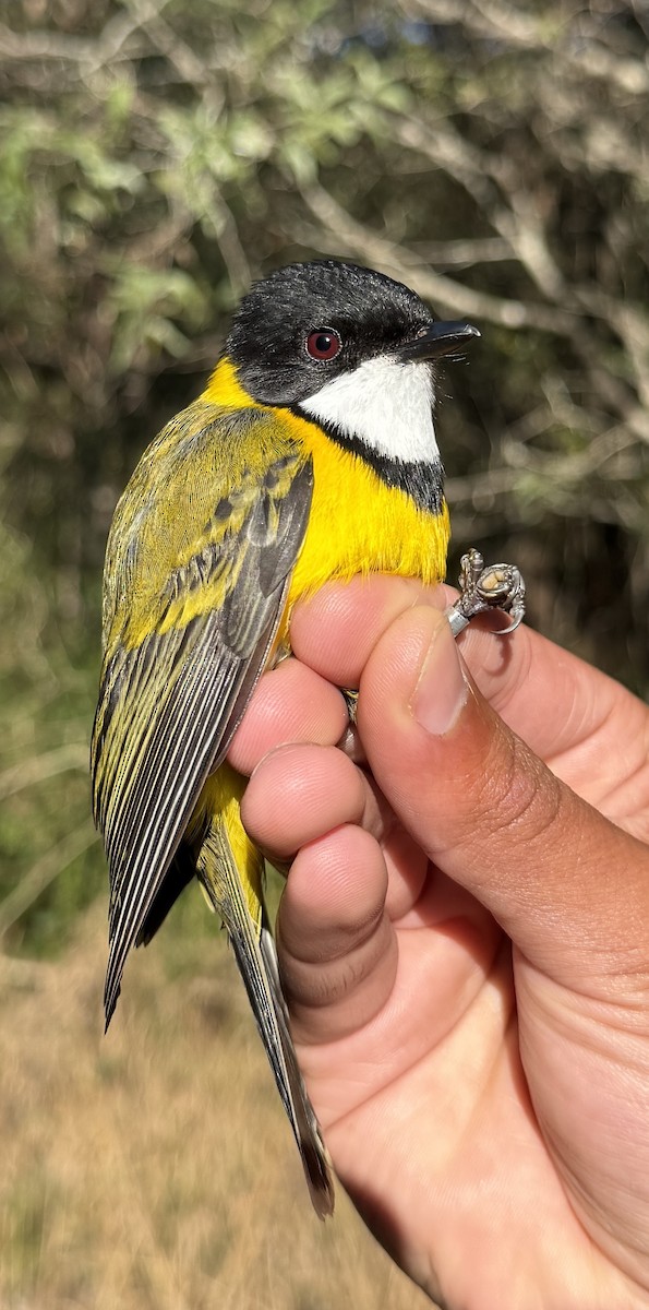 Golden Whistler - ML640213762