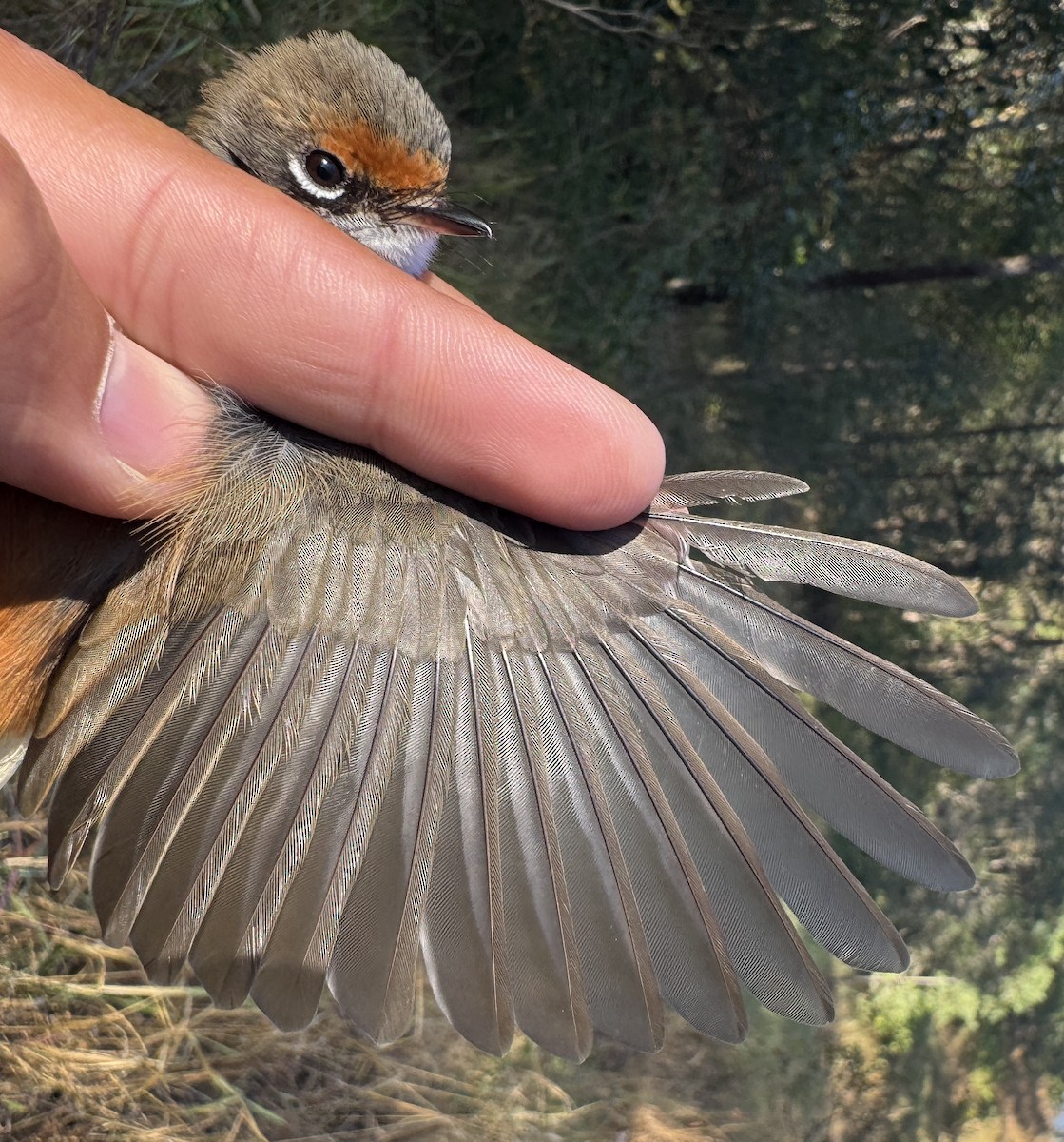 Australian Rufous Fantail - ML640213770