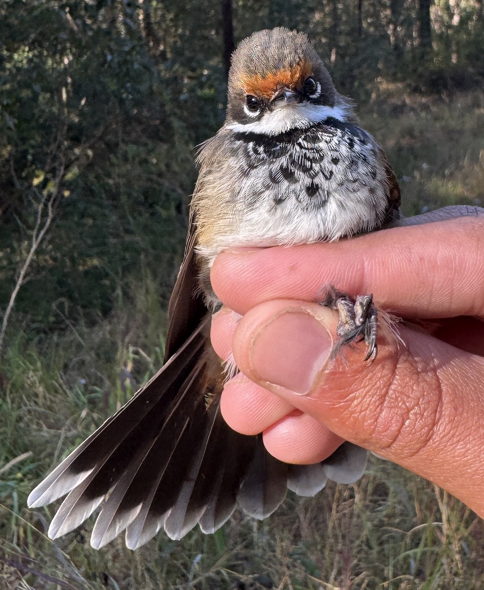 Australian Rufous Fantail - ML640213778