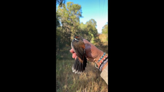 Australian Rufous Fantail - ML640213795