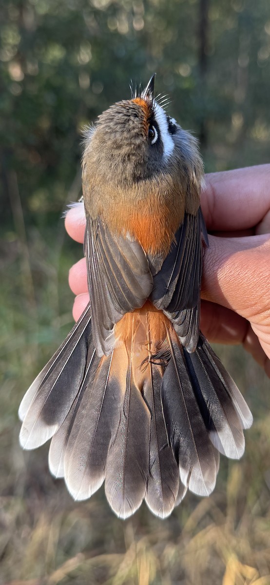 Australian Rufous Fantail - ML640213806