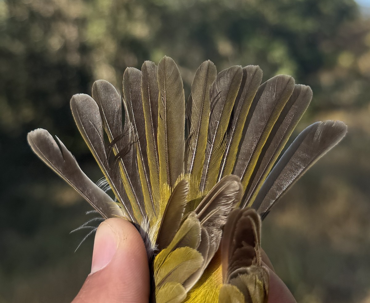 kystráček bělošíjný - ML640213811