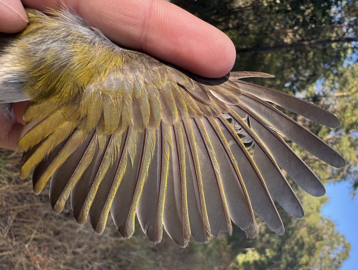 kystráček bělošíjný - ML640213816