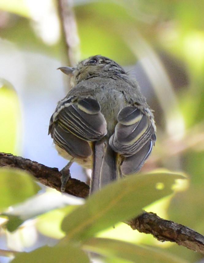 Hutton's Vireo - ML640213822