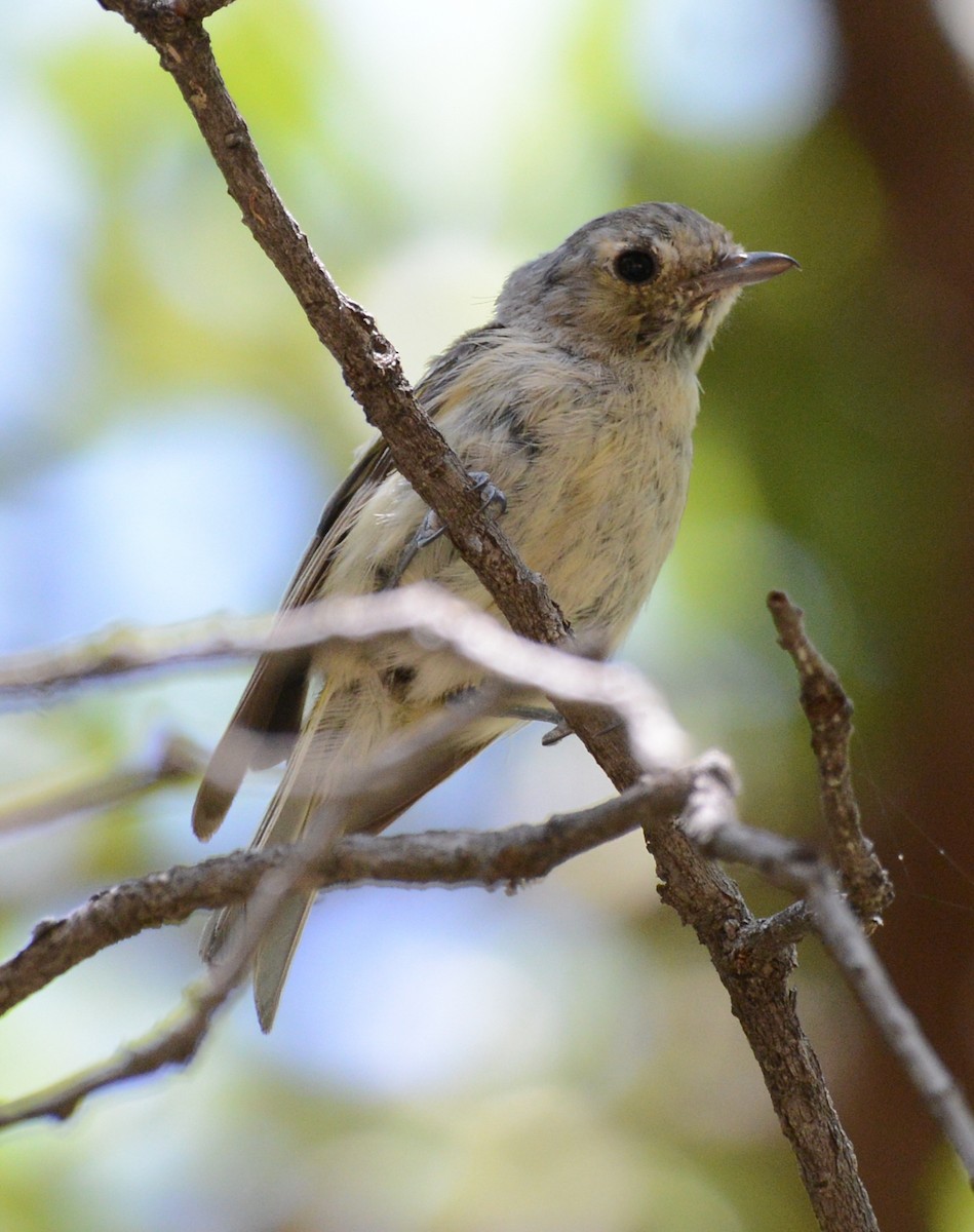 Hutton's Vireo - ML640213823