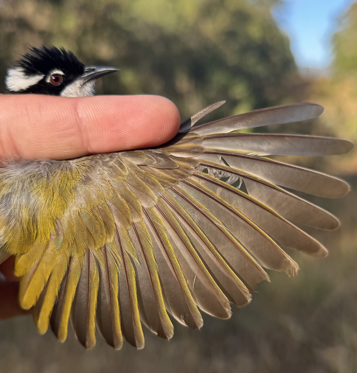 kystráček bělošíjný - ML640213825