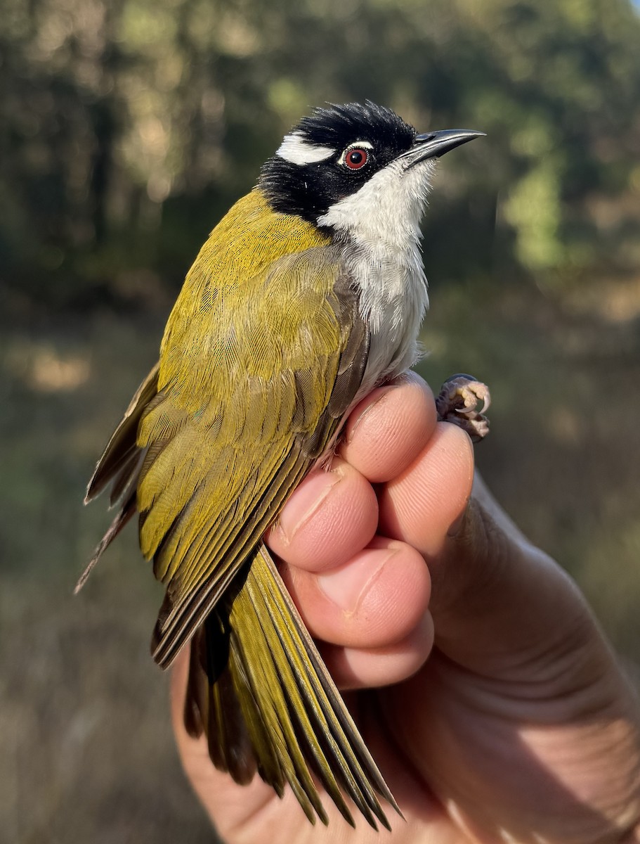 kystráček bělošíjný - ML640213829