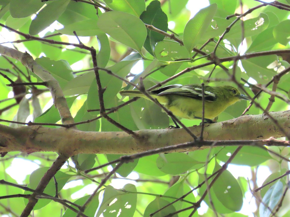 Petit Iora - ML640213835