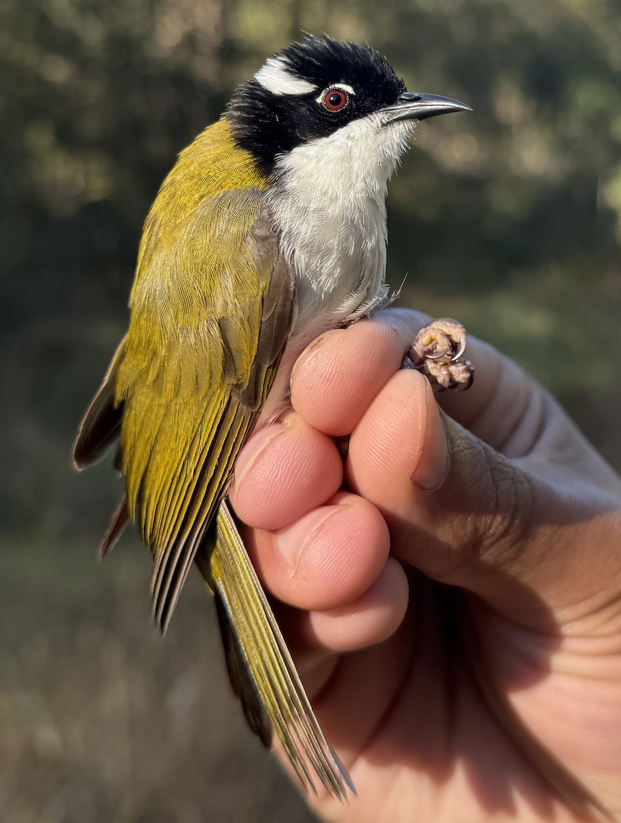 kystráček bělošíjný - ML640213836