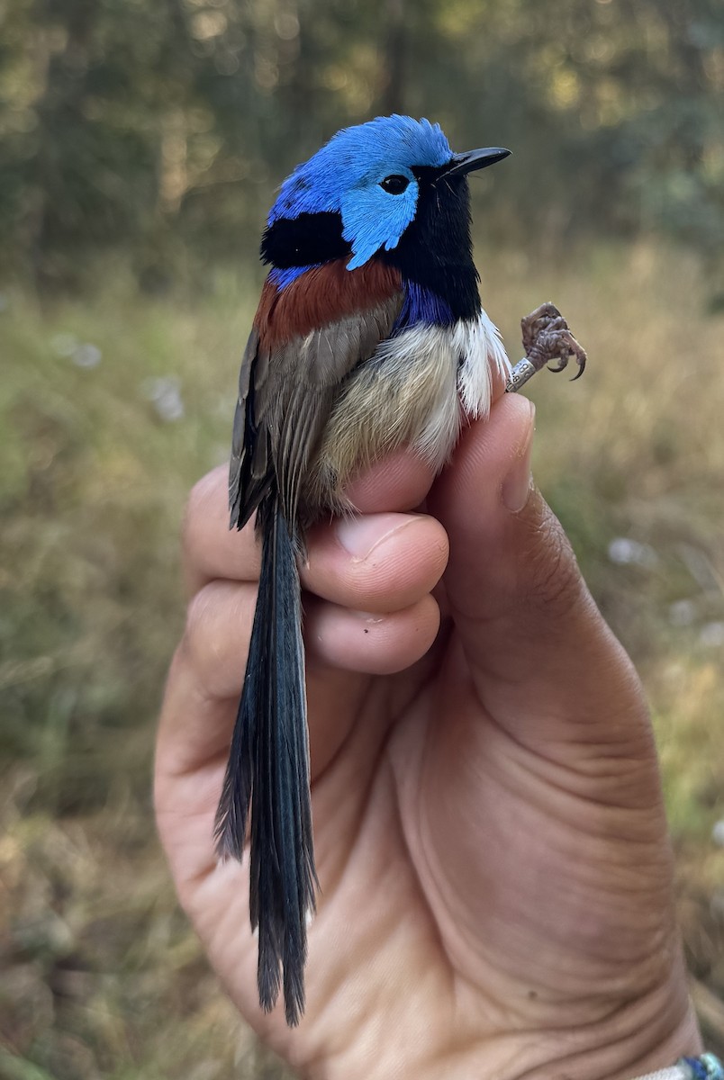 modropláštník proměnlivý - ML640213859